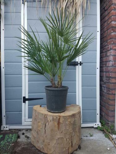 Palmboom Europese dwergpalm 110cm