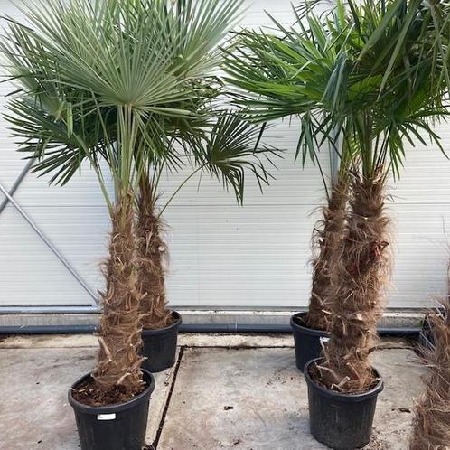 Palmboom, palmbomen, mediterrane en tropische planten