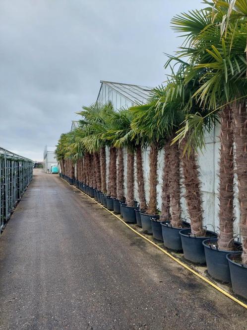 Palmboom trachycarpus fortunei chinese waaierpalm