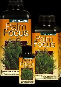 Palmboom voeding en zaad ontkiem middel