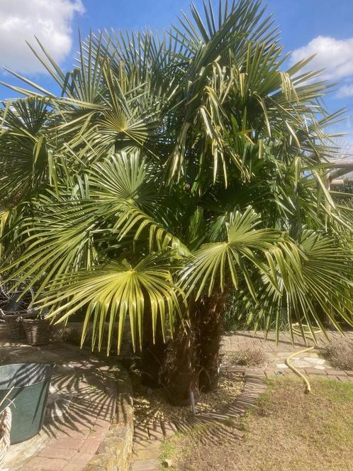 palmboom zaden Trachycarpus fortunei