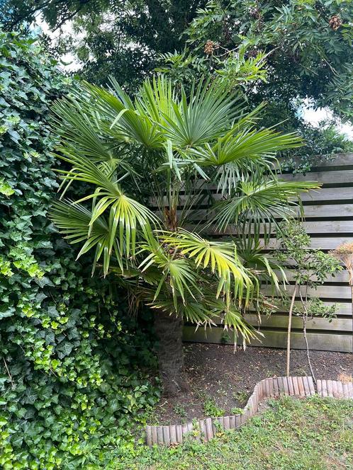 Palmboom  zelf uitgraven  stam 1.70m lang