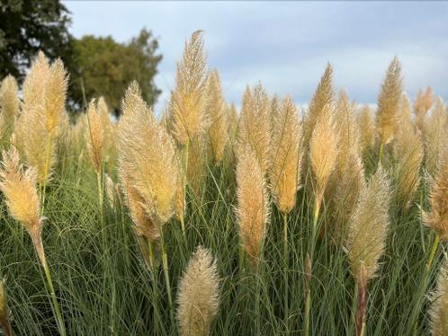 Pampas pluim (Cortaderia, pampasgras)