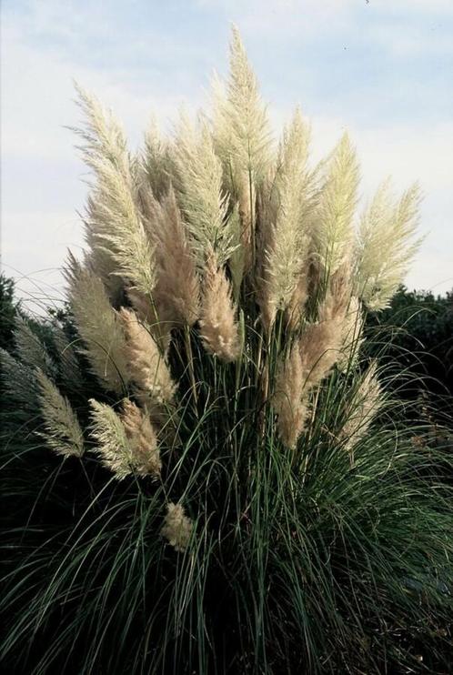 Pampasgras Cortaderia selloana Pumila 5-10 Pot P9