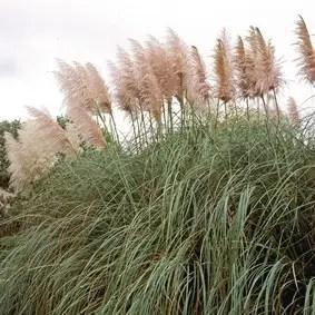 Pampasgras Cortaderia Selloana Rose Plume (Roze)