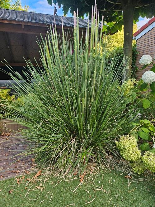 Pampusgras (cortaderia)