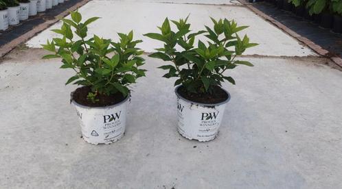 Paniculata Litlle lime hortensia in pot gekweekt