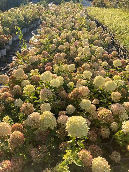 Paniculata litlle lime hydrangea leverbaar