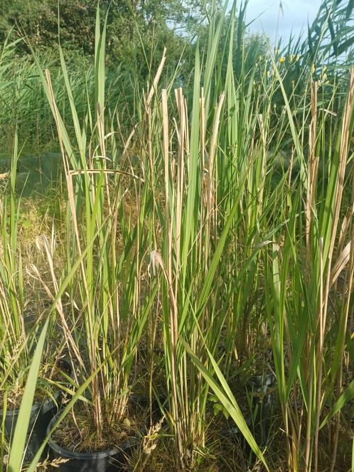 Panicum northwind