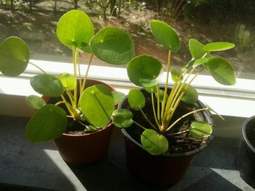 Pannenkoekplant pannenkoekenplant pilea peperomioides