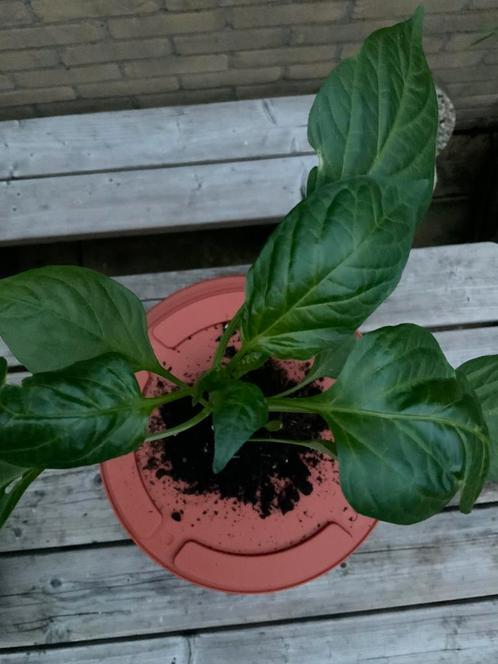 Paprika plantjes 9,2cm Groeit snel