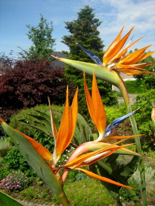 Paradijsvogelbloem, Strelitzia, nu al 10 knoppen, Inula RVS