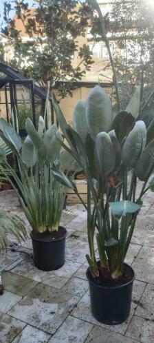Paradijsvogelplant  Strelitzia (binnenplant) en Olijfboom
