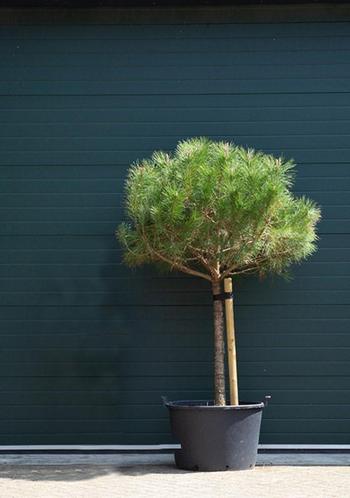 Parasolden Pinus pinea h 140cm st. omtrek 85cm st. h 100 cm