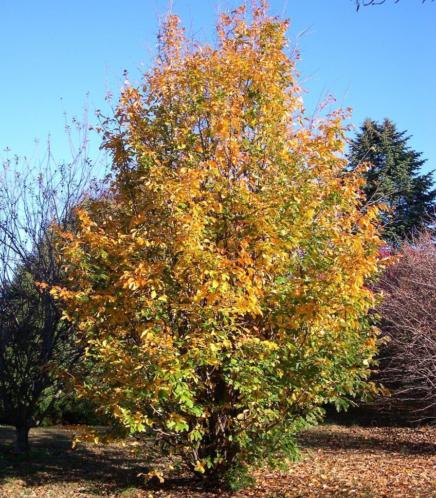 Parrotia persica