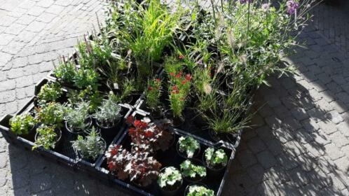 Partij vaste planten 70 stuks voor-8-10M2 beplanting