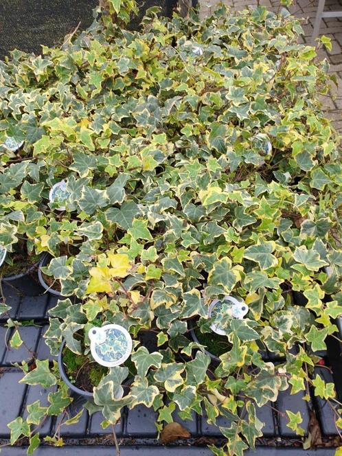 Partijtje van 29 Hedera Goldchild planten