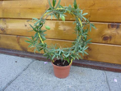 Passiebloem geeft mooie bloemen 