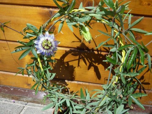 passiebloem geeft mooie bloemen 