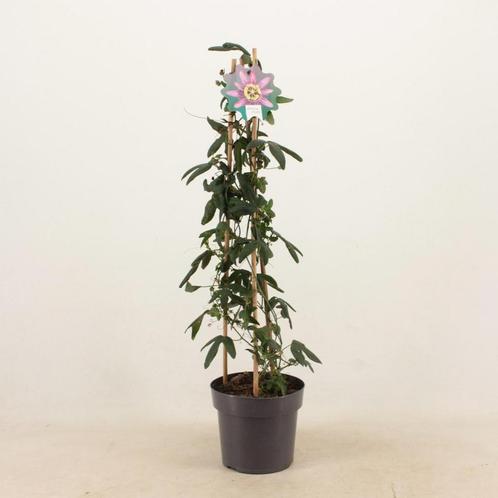 Passiflora Amethyst Piramide - 17cm - 70cm