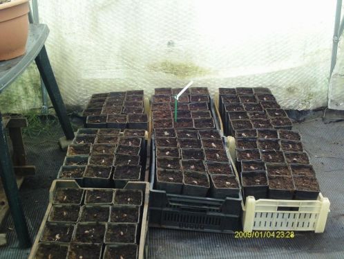 Pawpaw gekiemde zaden opgepot