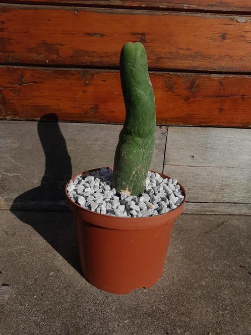 Penis cactus- Echinopsis lageniformis monstrose in 5L pot
