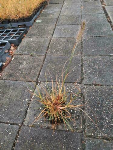 Pennisetum alopecuroides x27Hamelnx27 P9