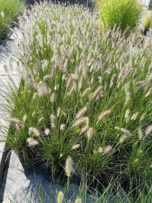 Pennisetum, Carex, Festuca, Liriope, siergrassen 2 literpot