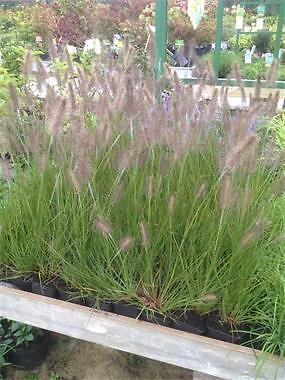 Pennisetum Hameln nu 100 voor 80,00