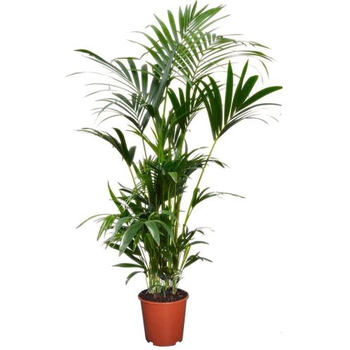 Perfect Plant  Kentia Howea Forsteriana