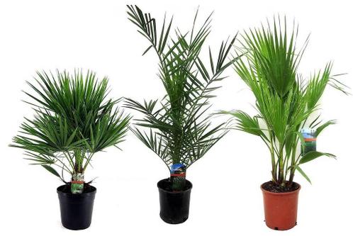 Perfect Plant  Set van 3 buitenpalmen