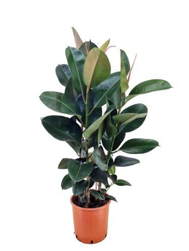 Perfect Plant  XL Rubberplant Ficus Elastica Robusta
