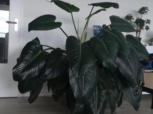 Philodendron Green Beauty Gorgeous