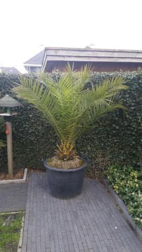 Phoenix canariensis palm