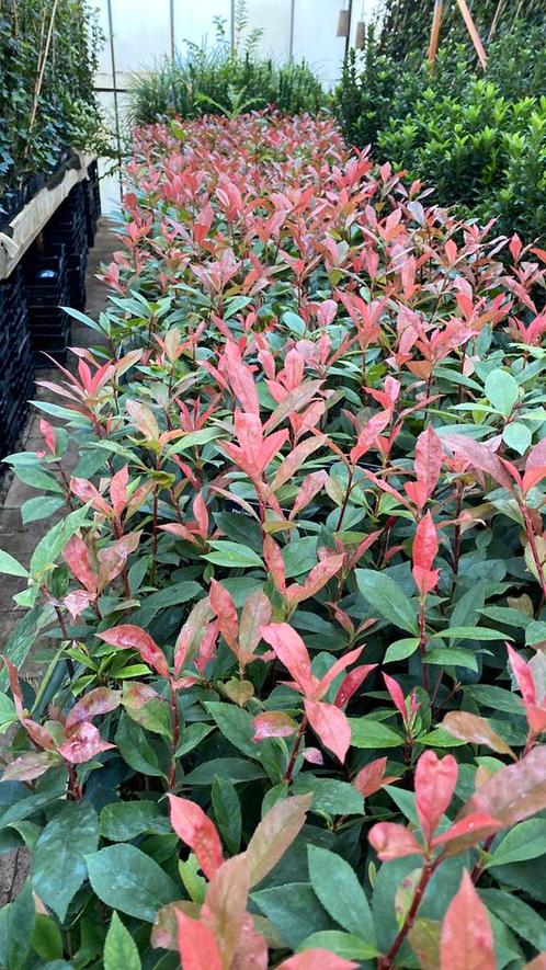 Photinia Carr Rouge, groenblijvend, rode uitlopers