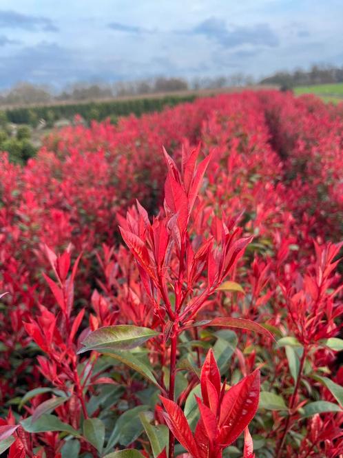 Photinia Glansmispel