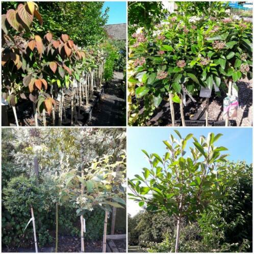 Photinia  Hortenisa  Viburnmum e.a. op stam (tuinplanten )