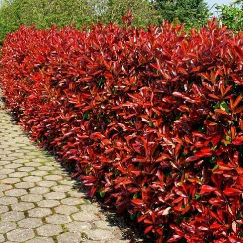 Photinia Red Robin - Glansmispel Haagplanten 30 cm tot 80 cm