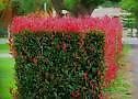 Photinia Red Robin, glansmispel Haagplanten