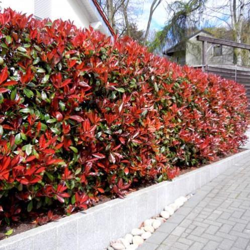 Photinia red robin, GROTE MATEN, Glansmispel, Haag, bol boom