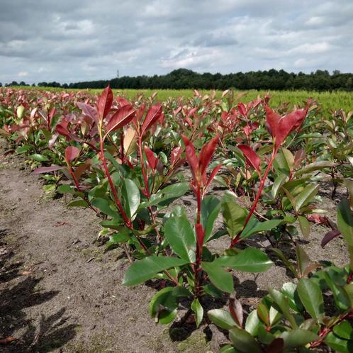 photinia red robin Pre-order (groen, heester, Heesters)