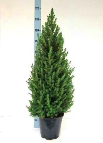 Picea glauca Conica (Kerstboom) te koop
