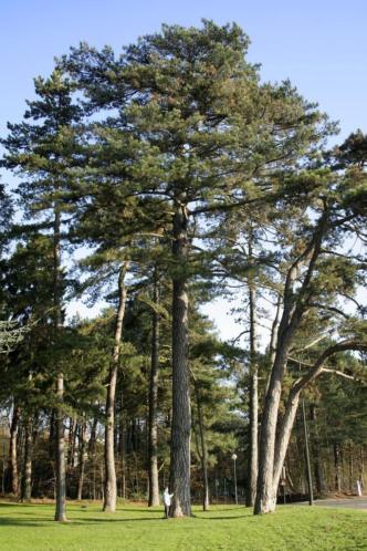 Pinus nigra nigra