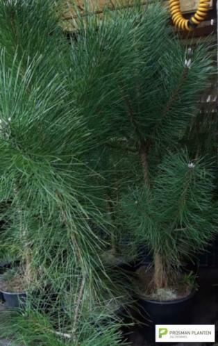 Pinus Sylvestris hele mooie Grove Dennen (Thuisbezorgd)