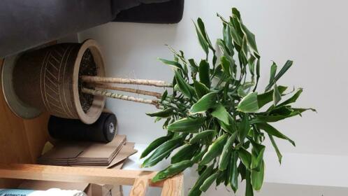 Plant bom with pot - Dracaena Dorado - Low Light Care