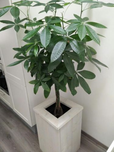 Plant in steigerhouten bak