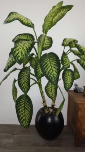 Plant met pot