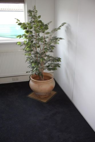 Plant met Terracotta pot KSB Den Bosch