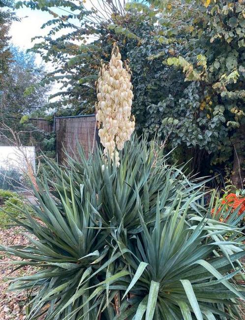 Plant, Palmlelie Yucca filamentosa