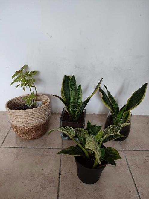 Planten